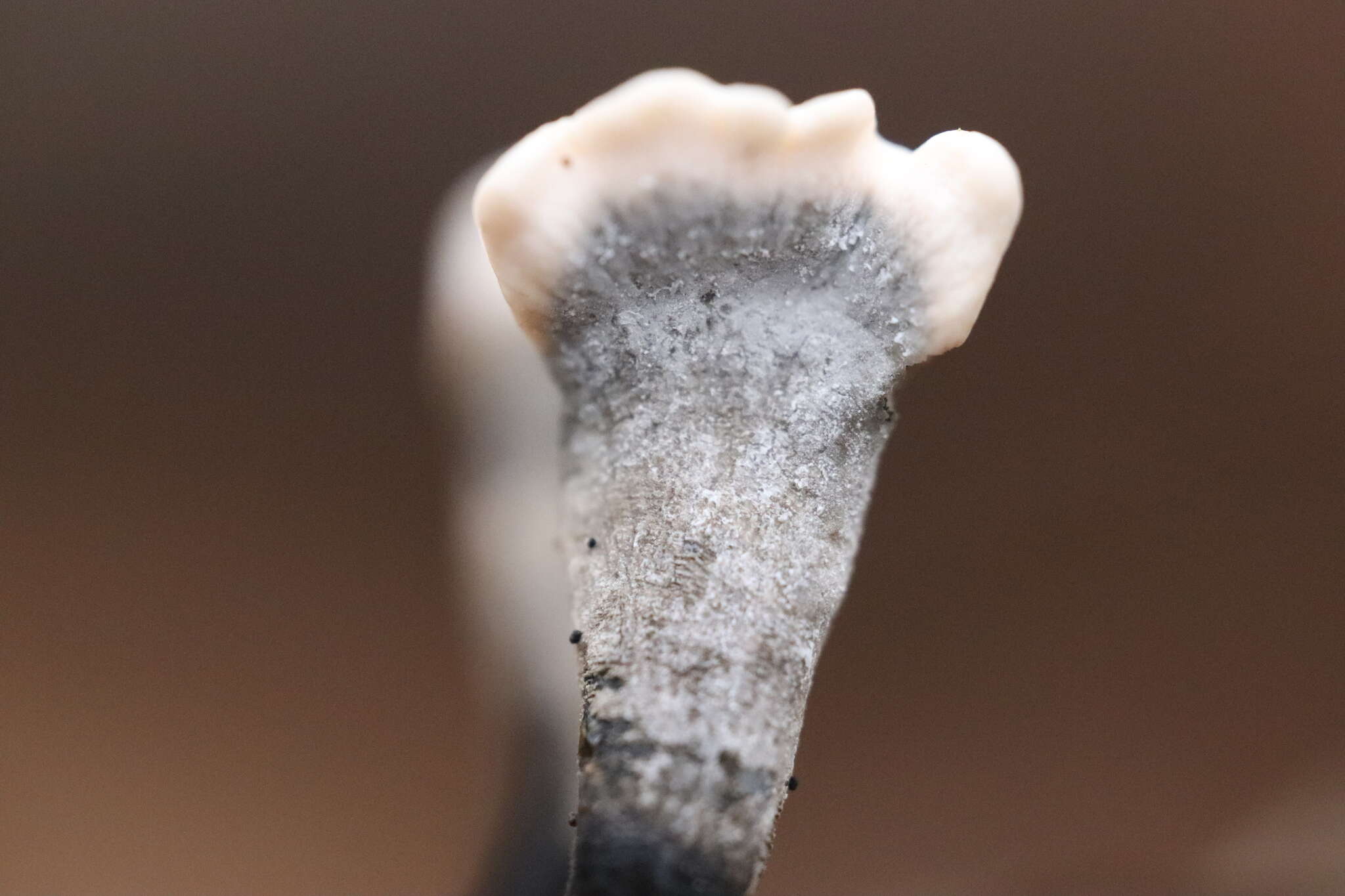 Image of Candle-snuff Fungus