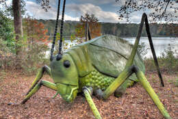 Image of Giant Katydid