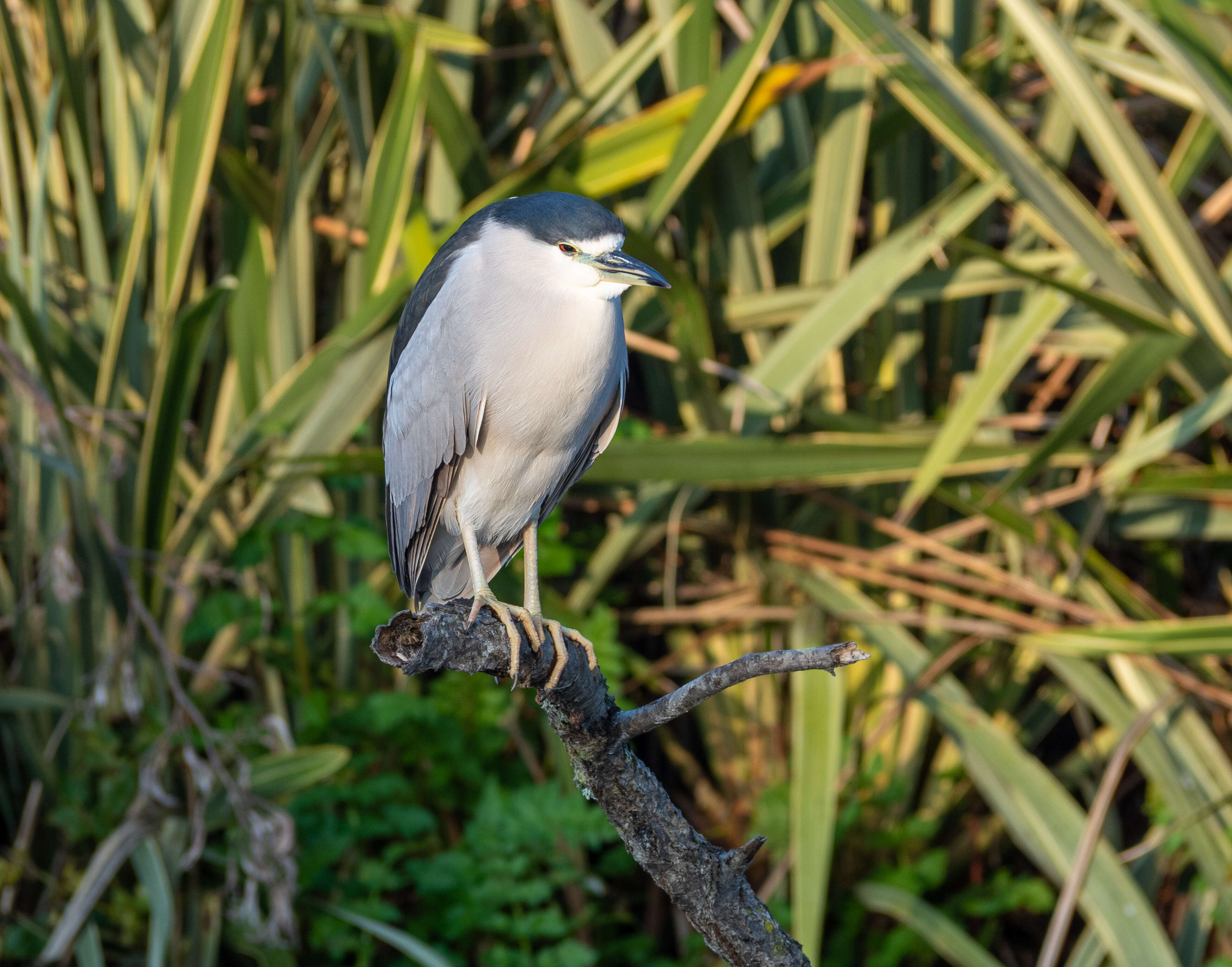 Image of Night Herons