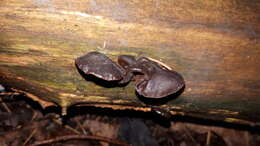 Image of ear fungus