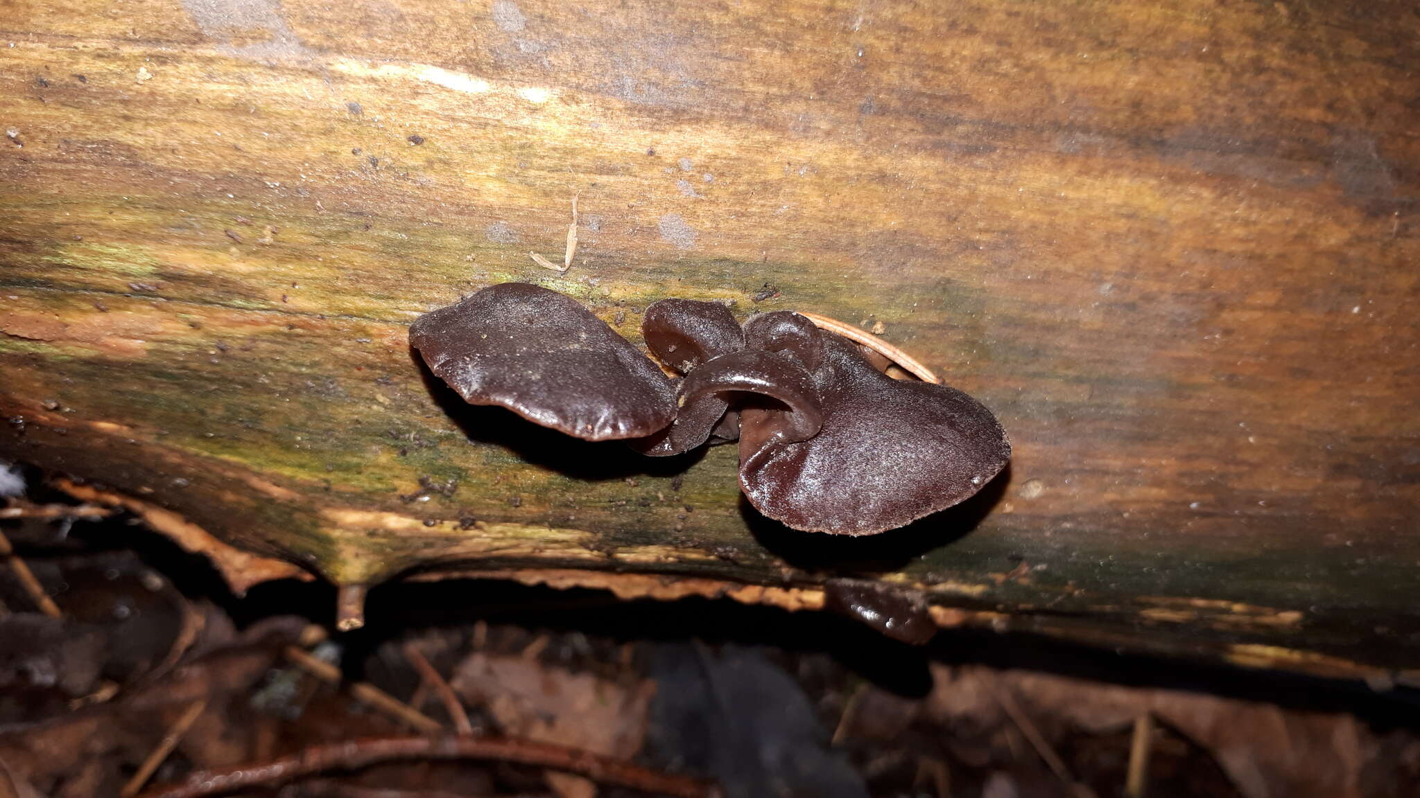 Image of ear fungus