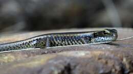 Image of Warm-temperate Water-skink