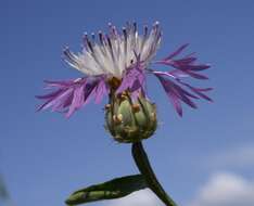 Image of North African knapweed