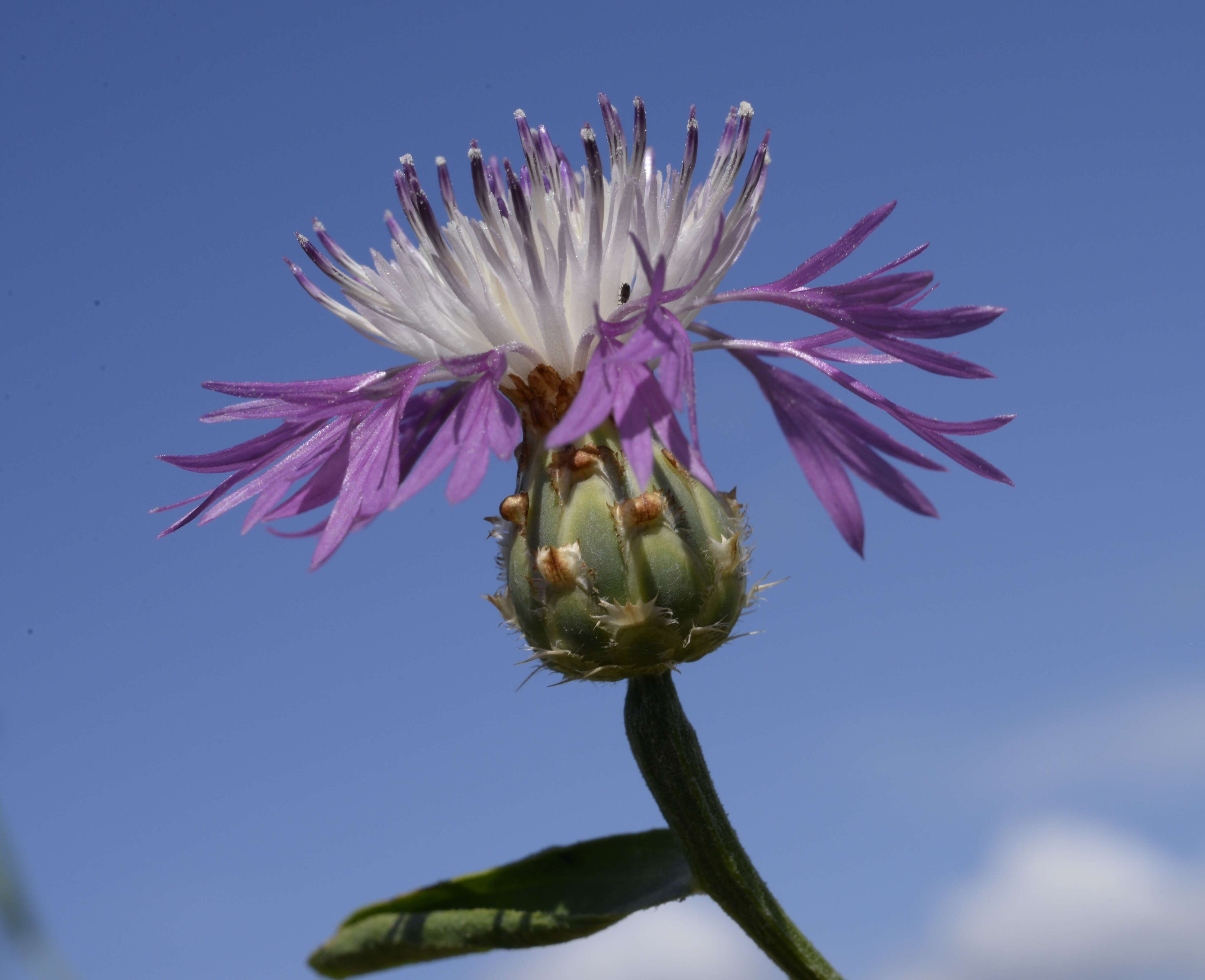 Image of North African knapweed