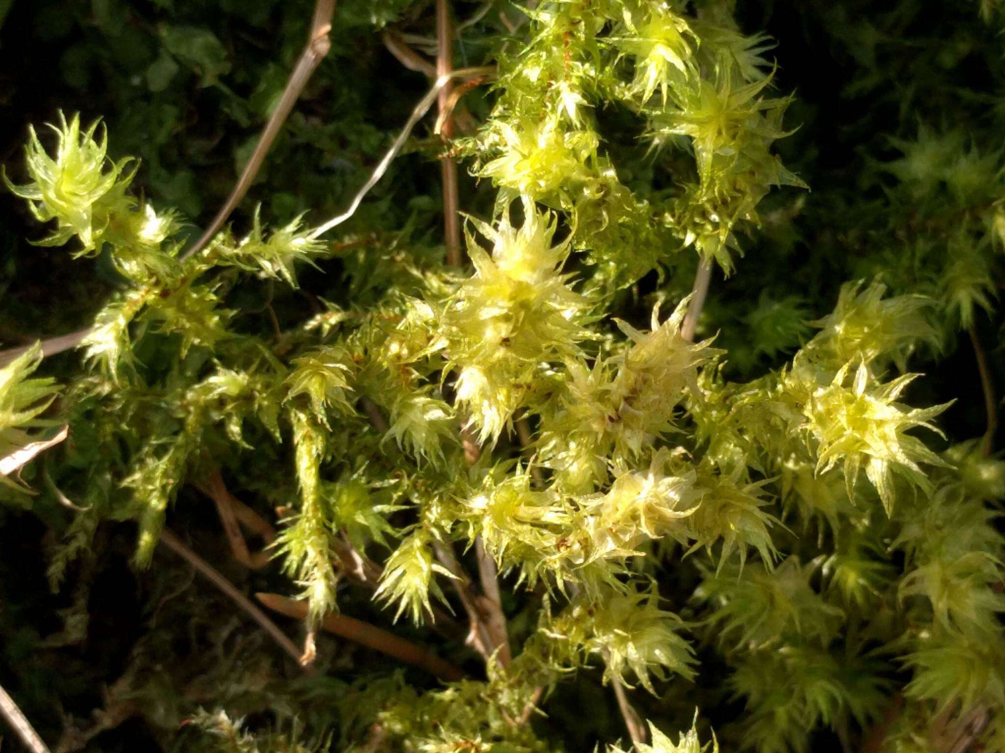 Image of Electrified Cat's Tail Moss