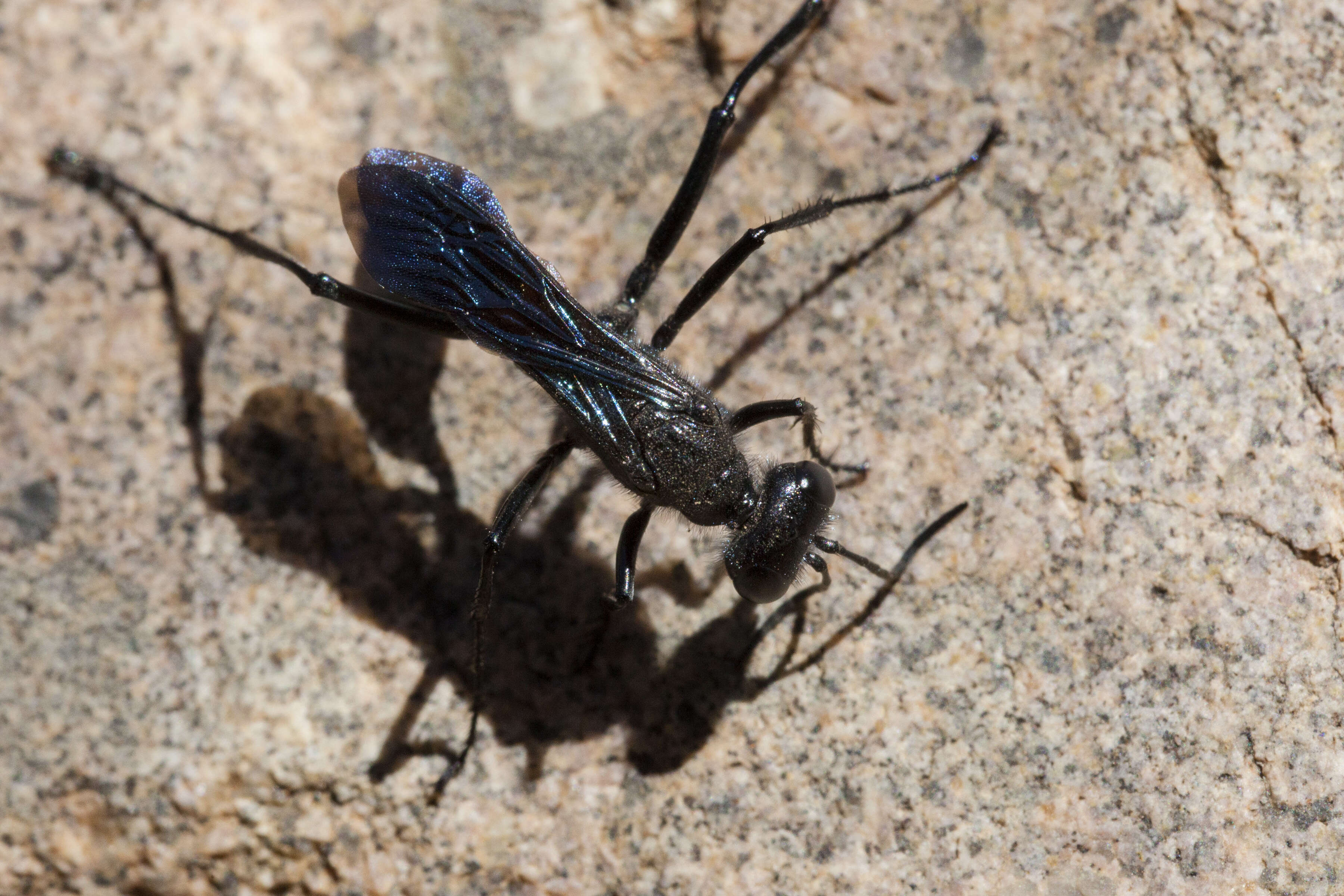 Image of Cutworm Wasps