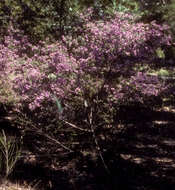 Image of Prostanthera discolor R. T. Baker