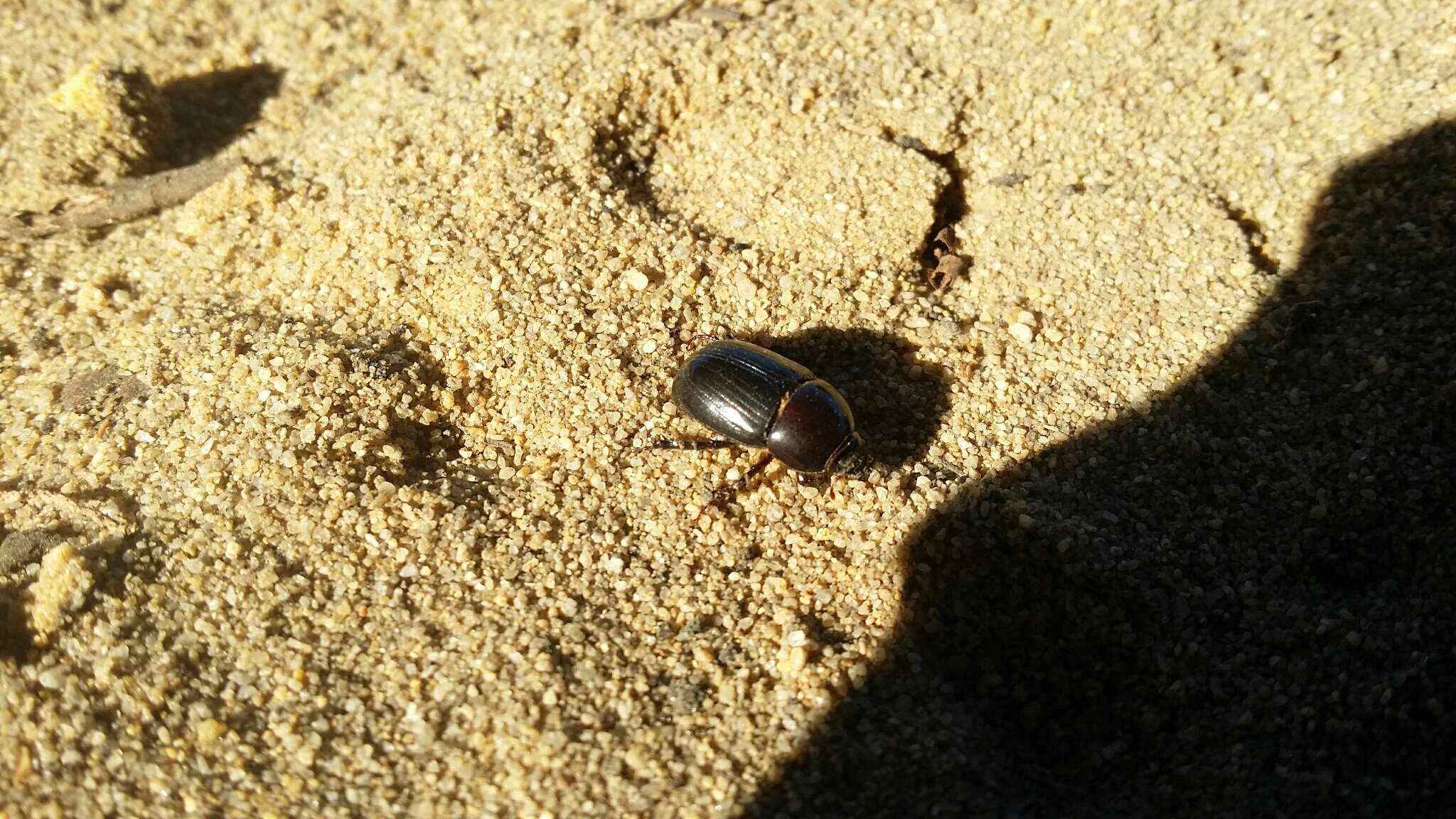 Image of black lawn beetle