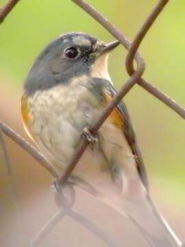 Image of Orange-flanked Bush-Robin