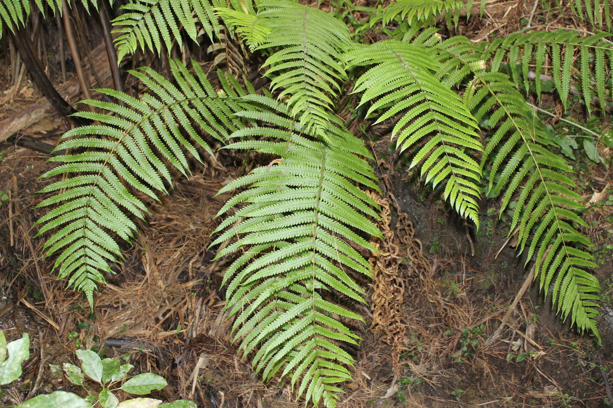 Image of Pneumatopteris pennigera (G. Forst.) Holtt.