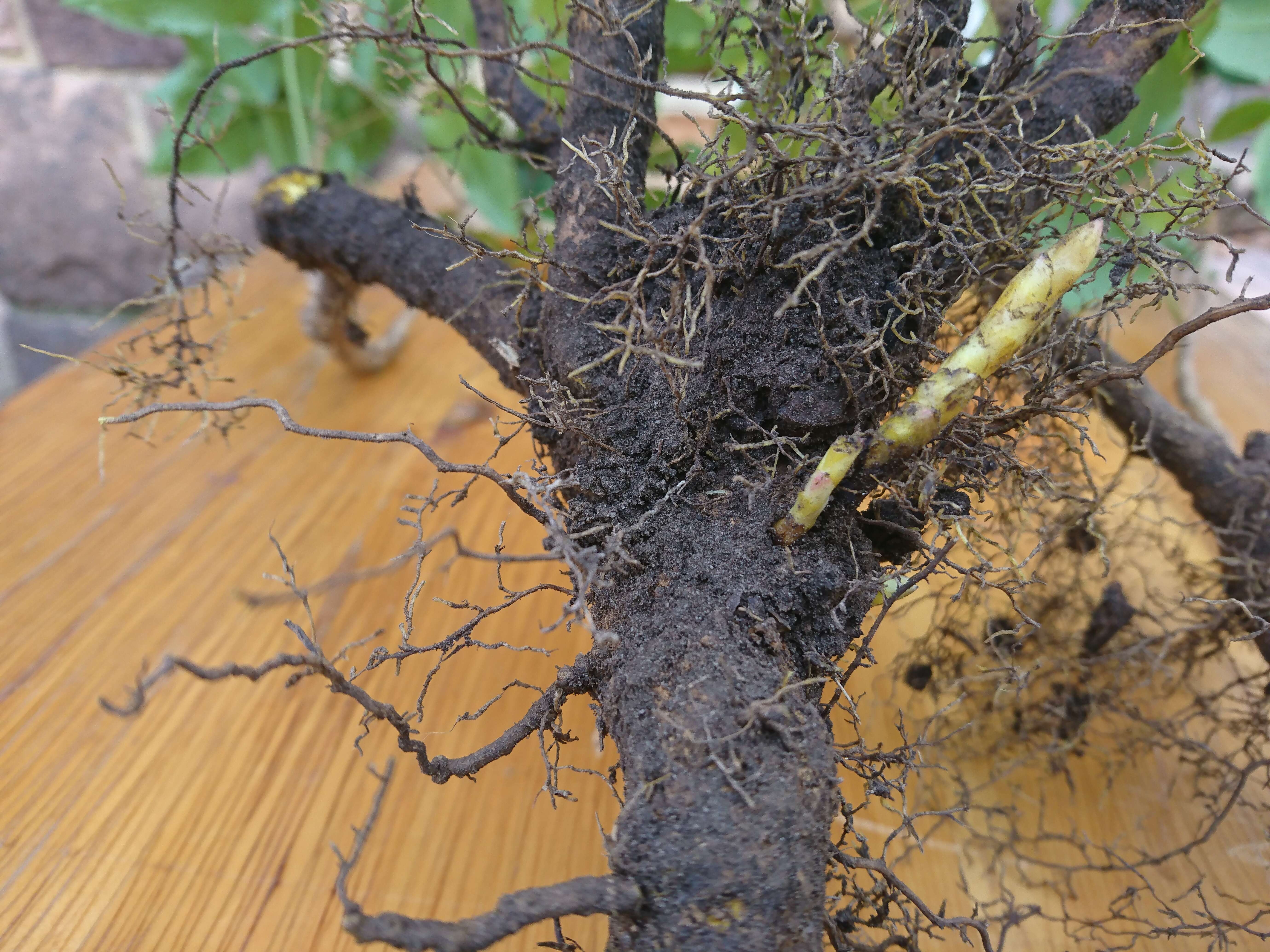 Image of Hollyleaved barberry