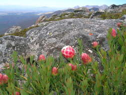 Image of Protea venusta Compton