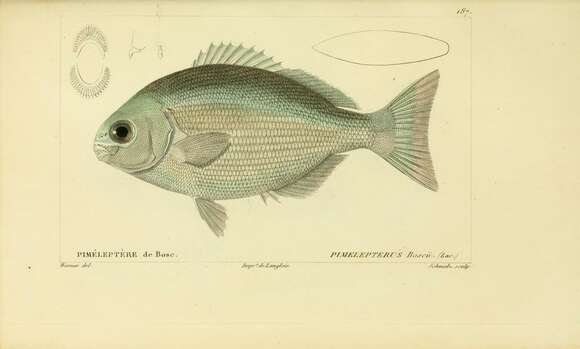 Image of Bermuda chub