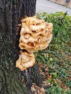 Image de Polypore soufré