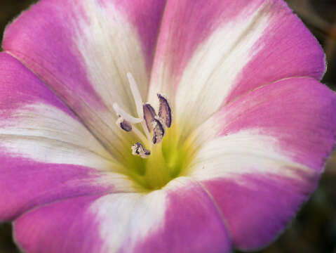 Image of Field Bindweed