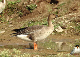 Image of Taiga Bean Goose