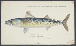 Image of Blue Mackerel