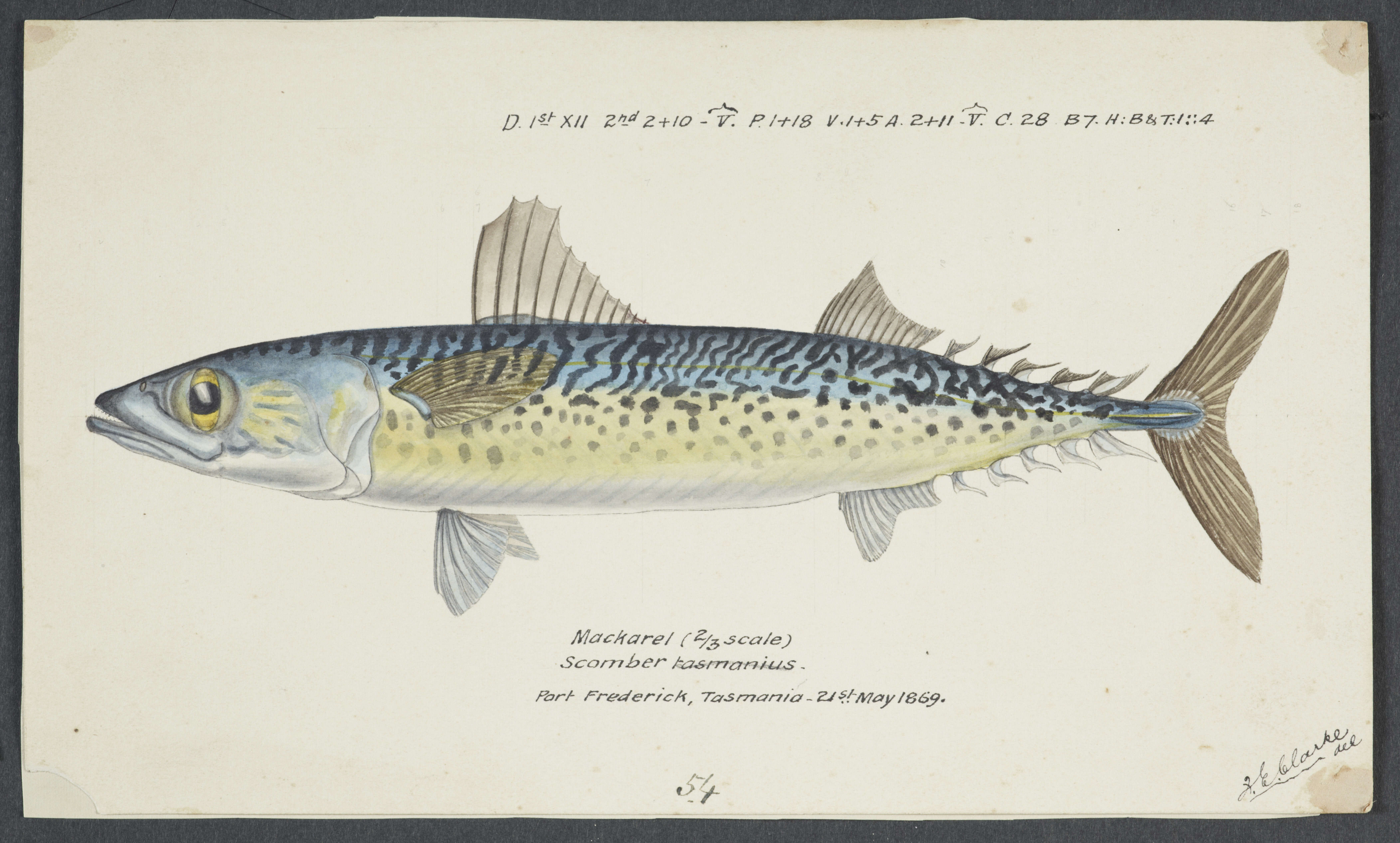 Imagem de Scomber australasicus Cuvier 1832