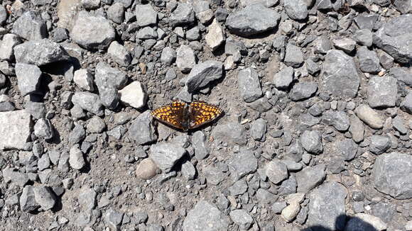 Image of Melitaea athalia