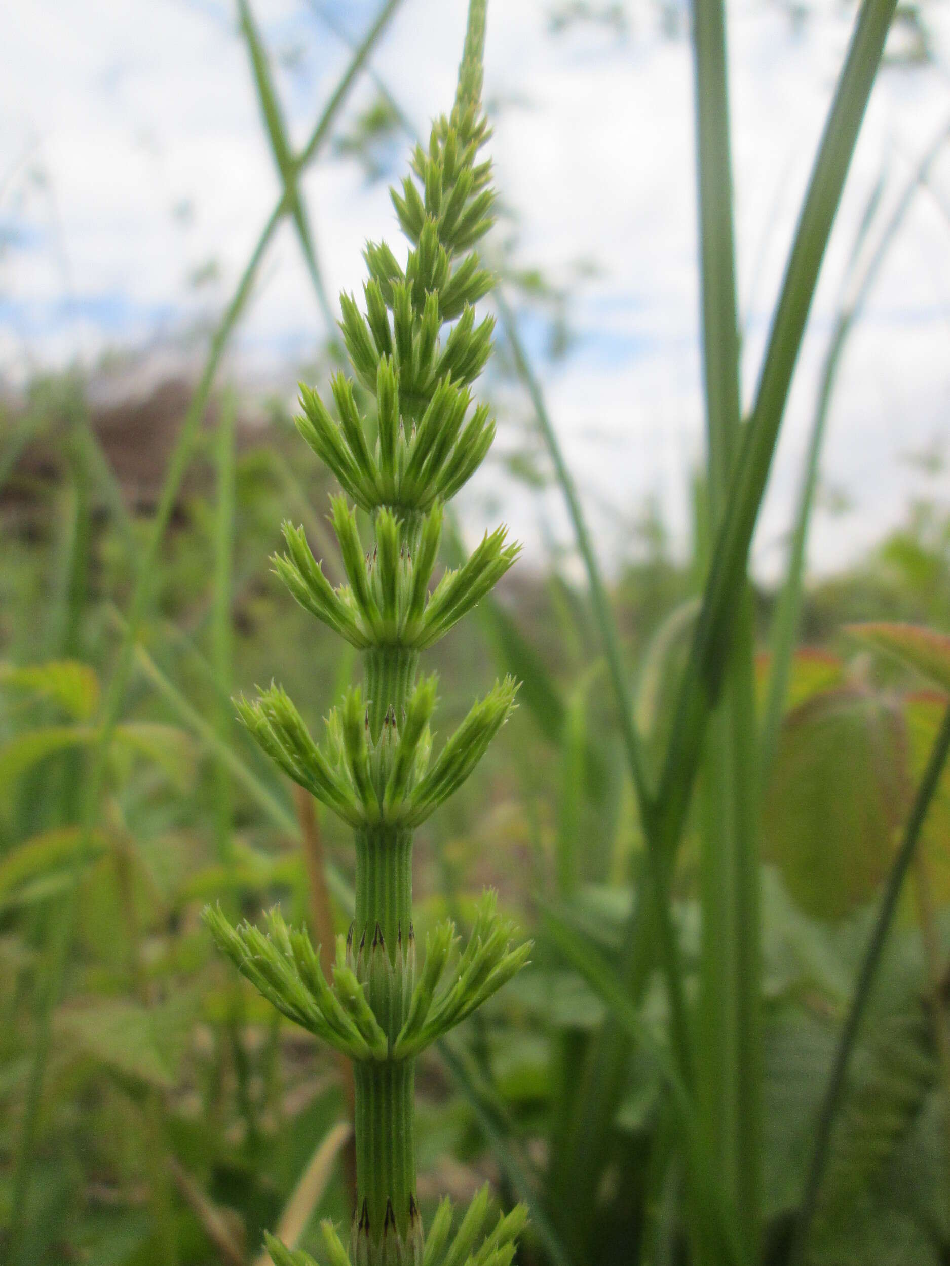 Image of field horsetail
