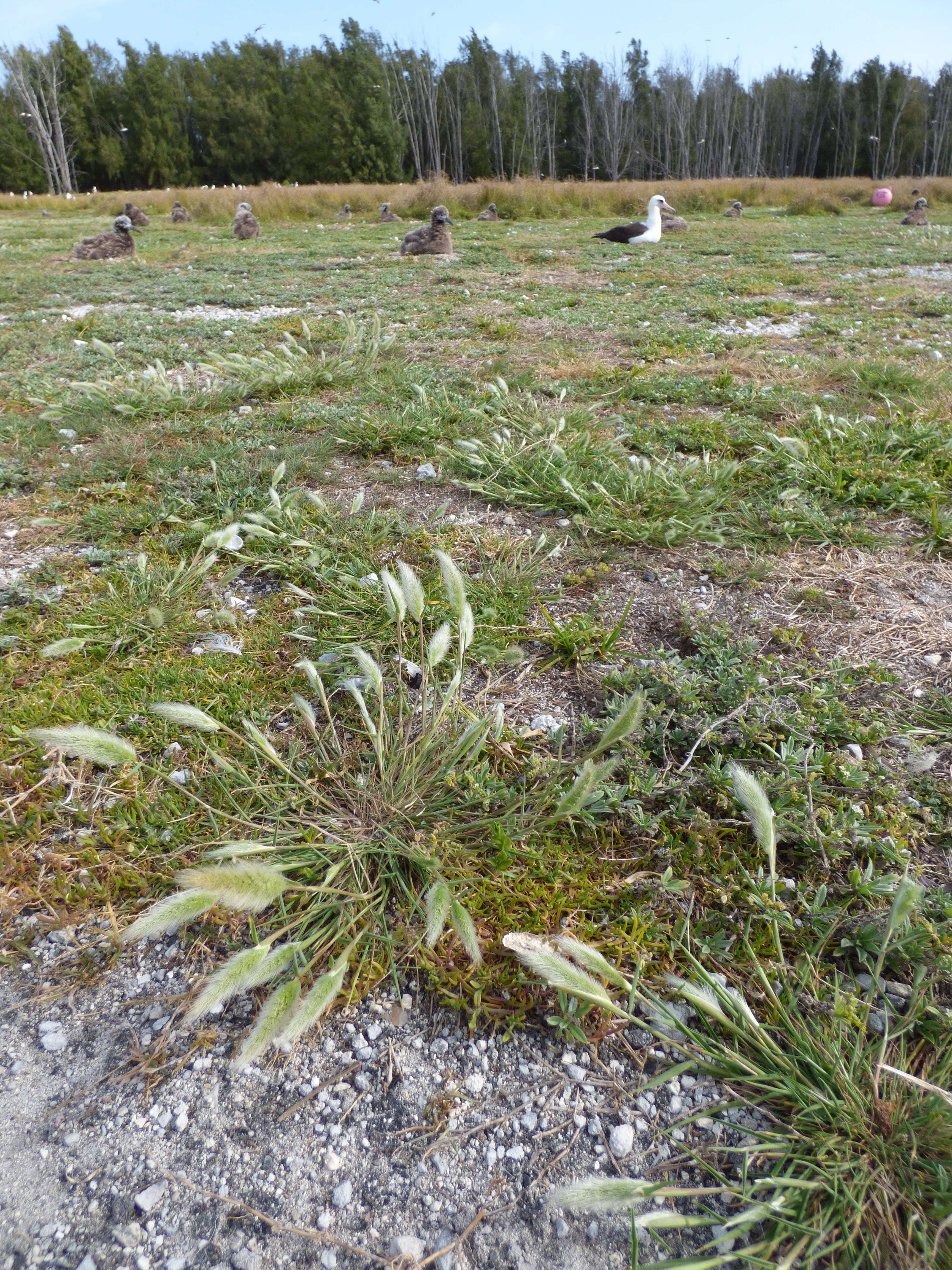 Imagem de Polypogon monspeliensis (L.) Desf.