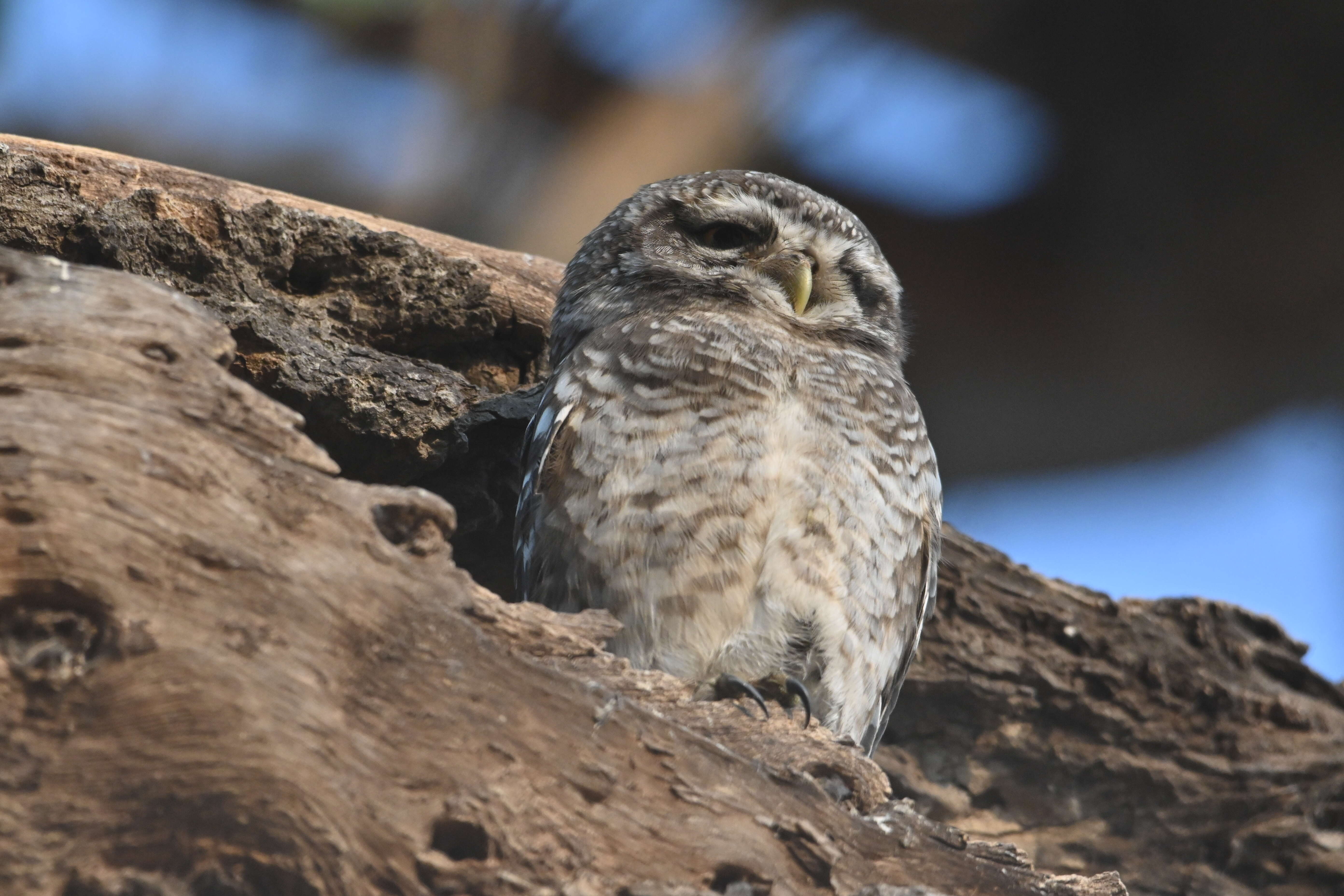 Image of Spotted Owlet