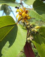 Image of Grewia tiliifolia Vahl