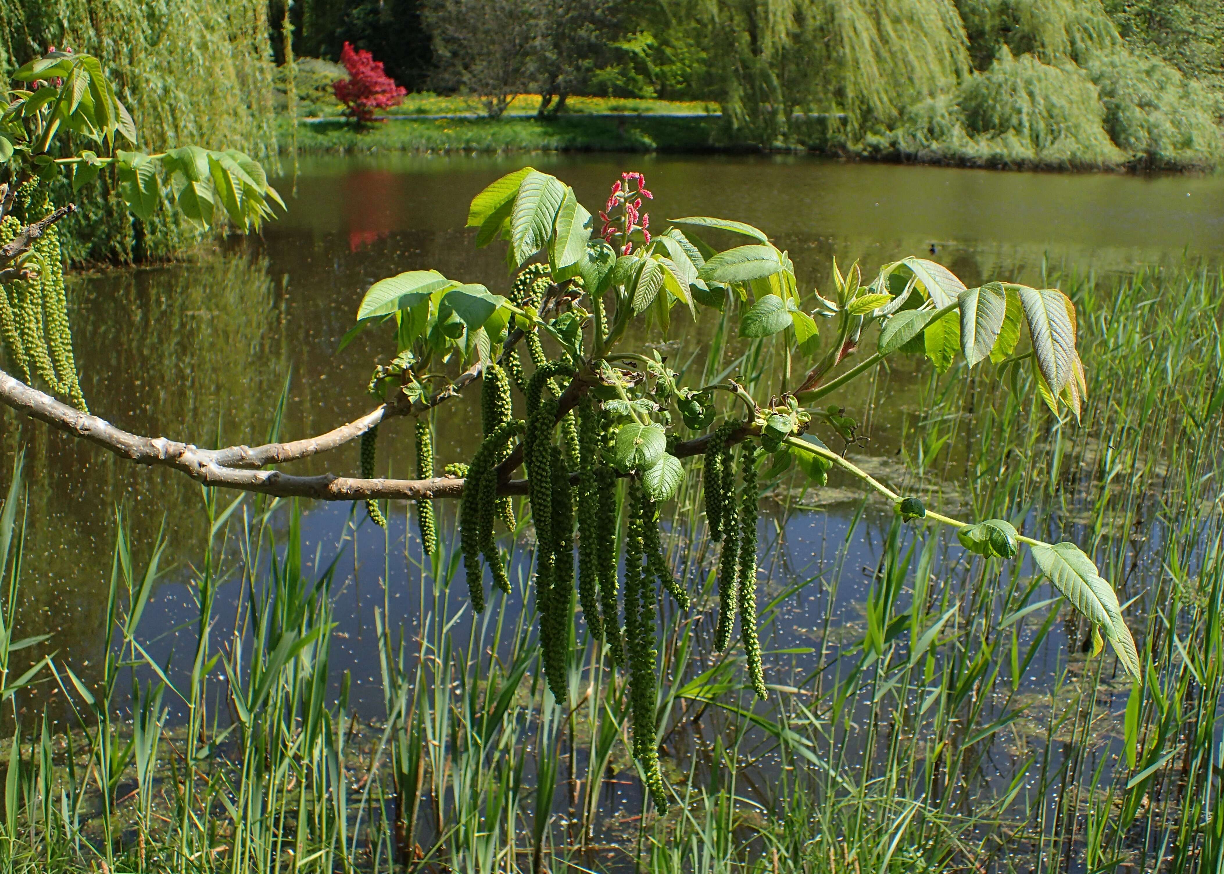 Image of Juglans ailantifolia