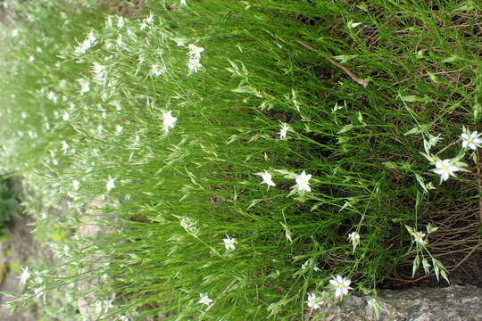 Image of Minuartia recurva (All.) Schinz & Thell.