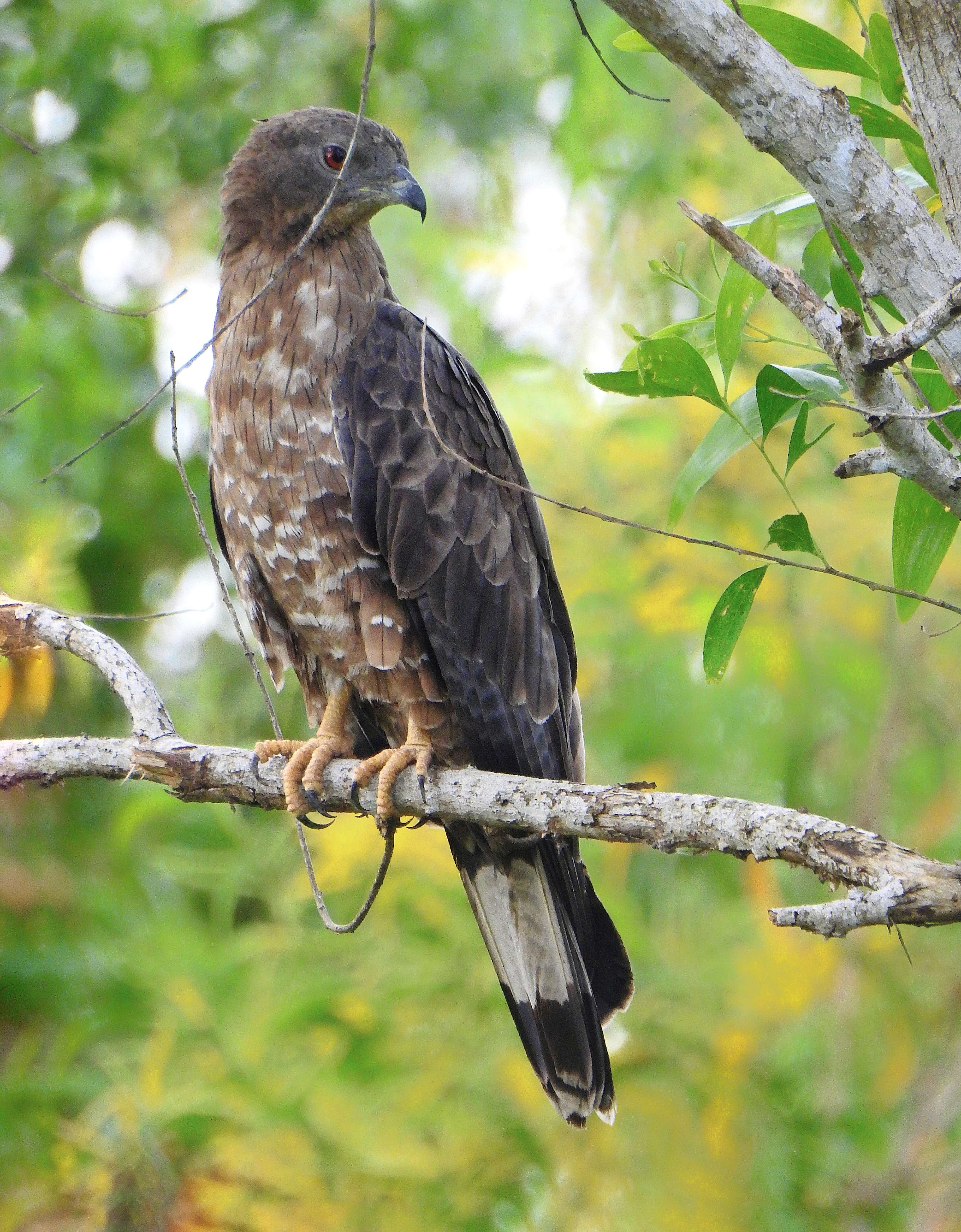 Image of Crested Honey Buzzard