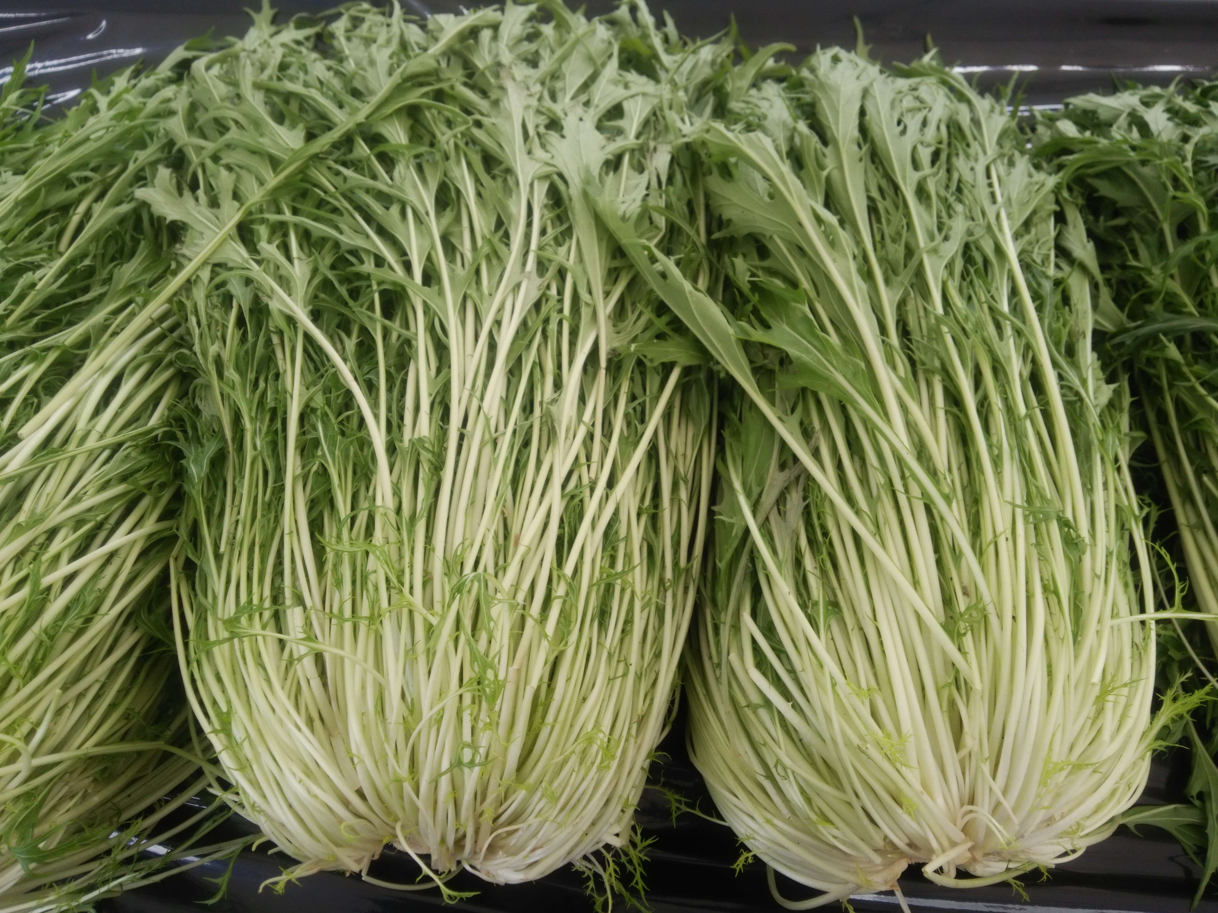 Image of Brassica rapa subsp. nipposinica (L. H. Bailey) Hanelt