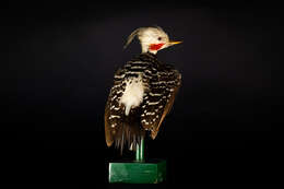 Image of Blond-crested Woodpecker