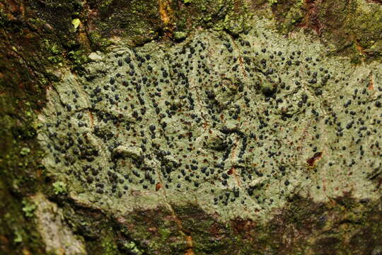 Image of lecidella lichen