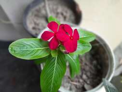 Image of Madagascar periwinkle