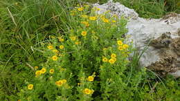 Image of common fleabane