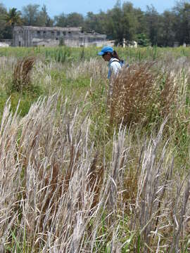 Image of bushy bluestem