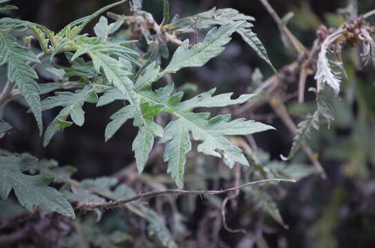 Image of Ambrosia arborescens Mill.