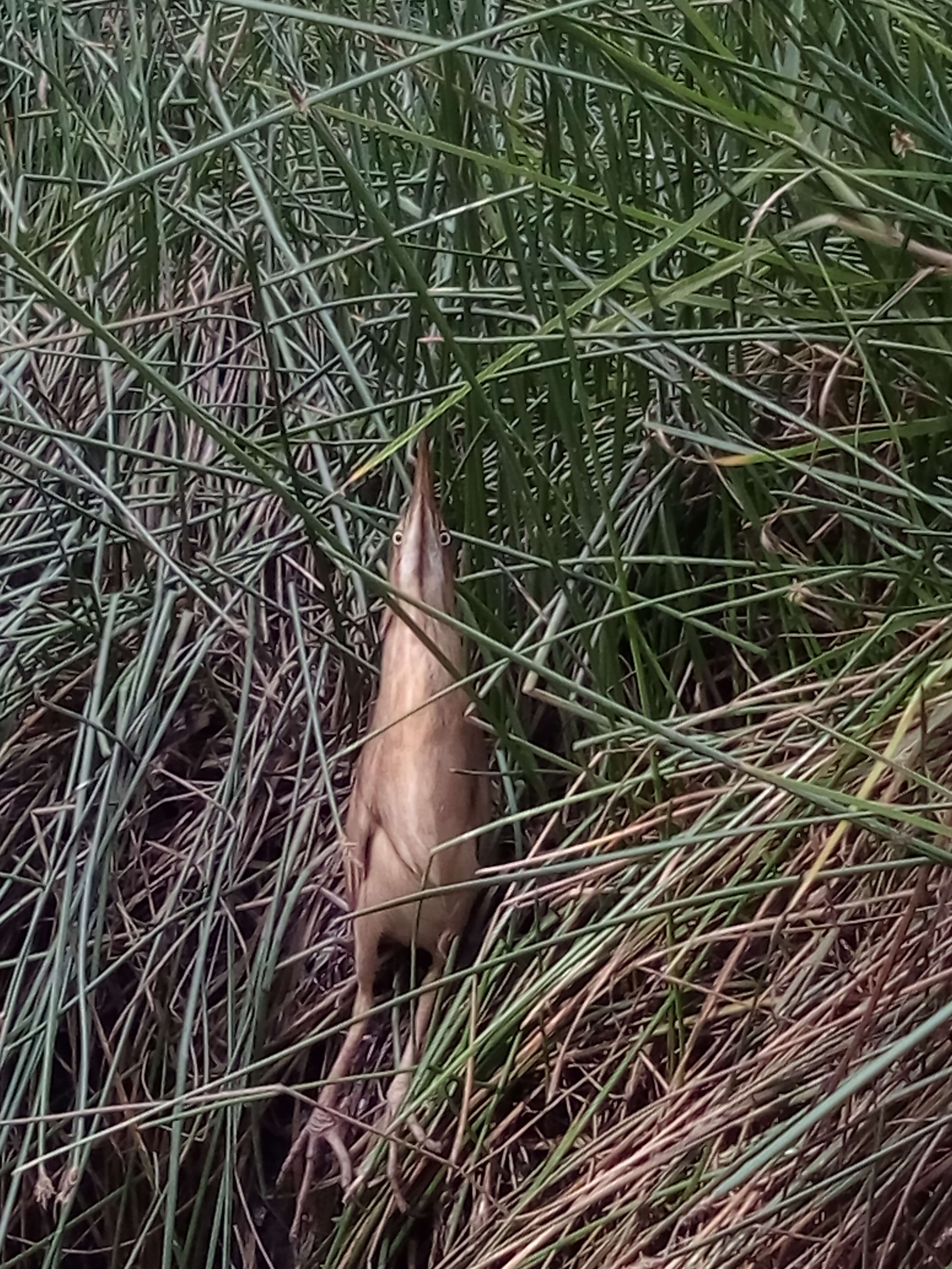 Image of Least Bittern