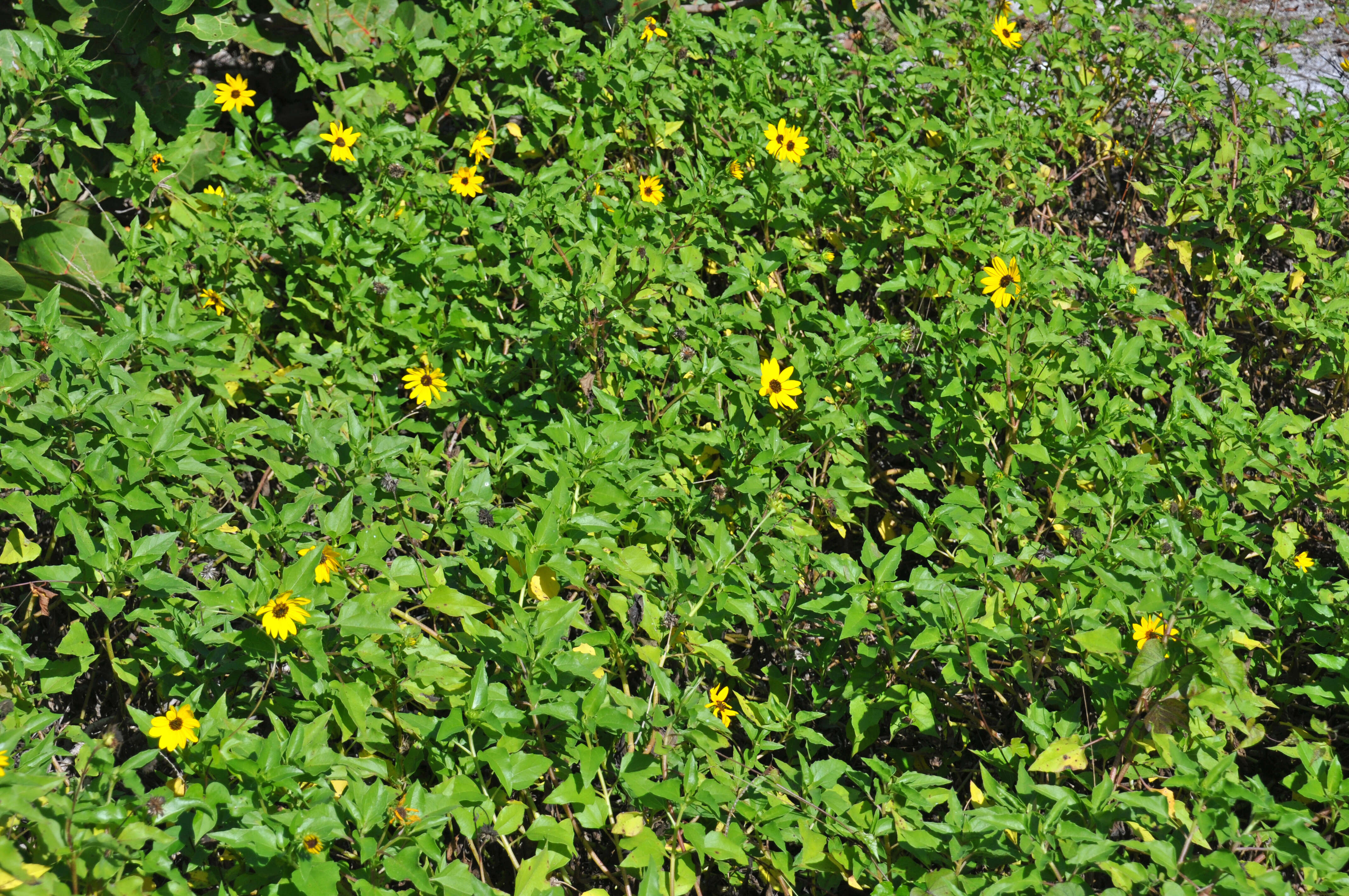 Image of cucumberleaf sunflower