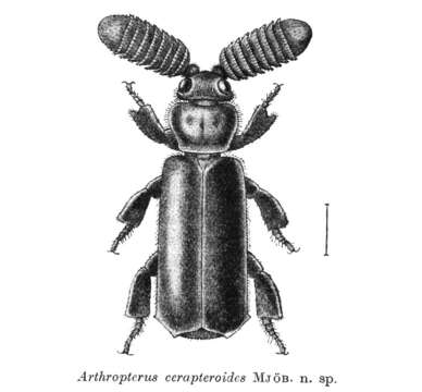 Image de Arthropterus