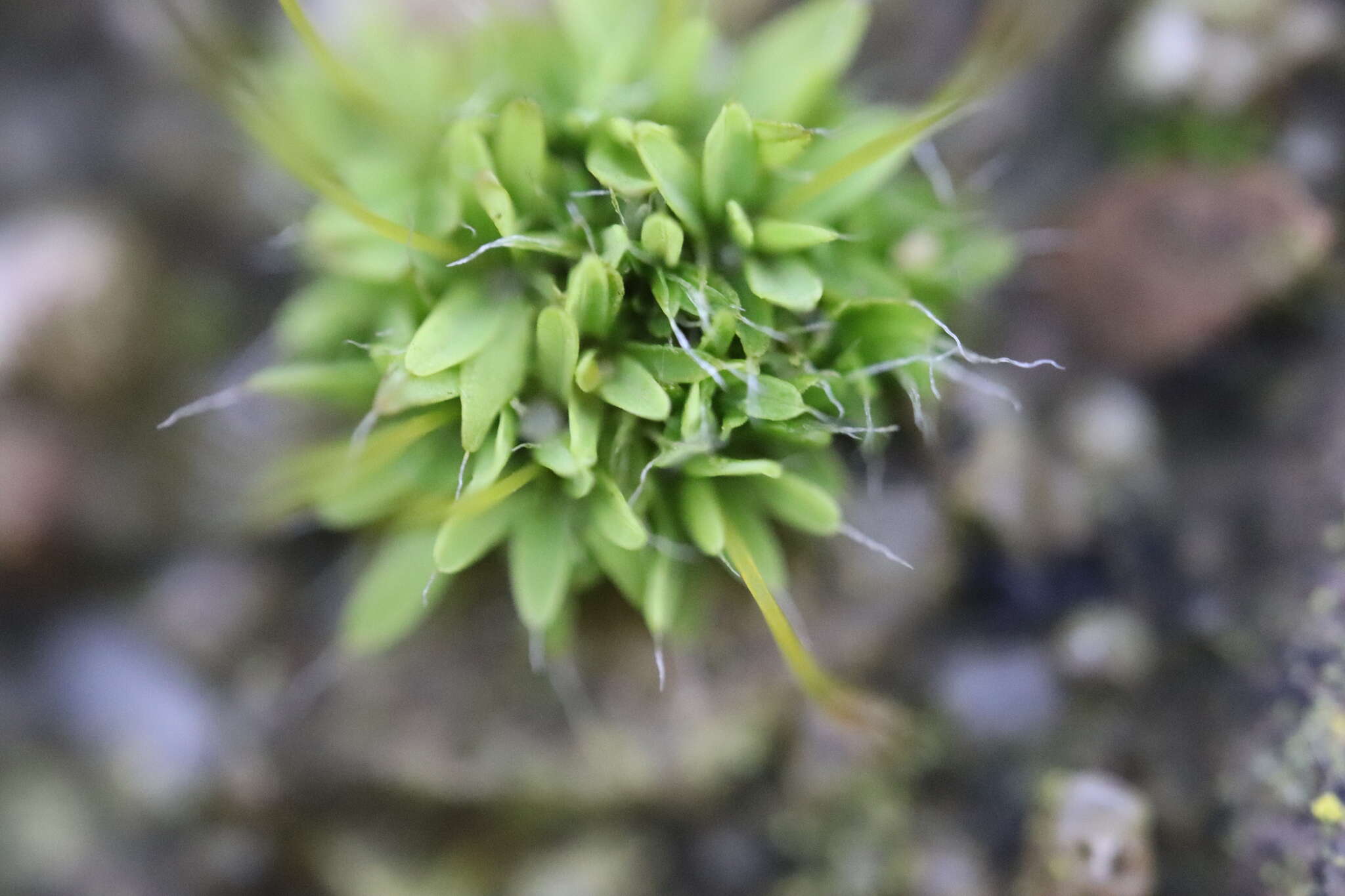 泛生牆苔的圖片