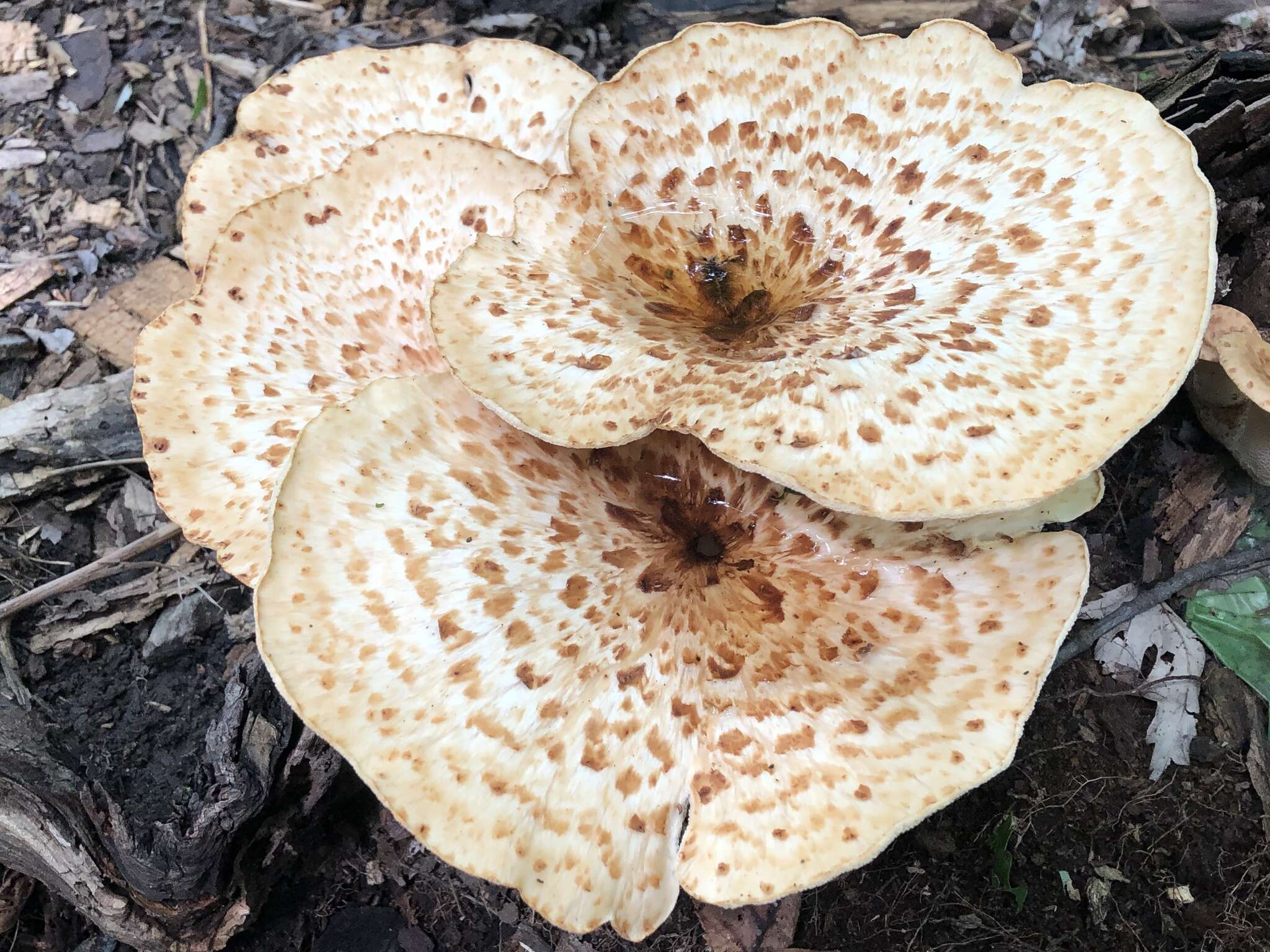 Image of dryad's saddle