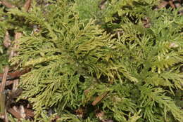 Image of tamarisk thuidium moss