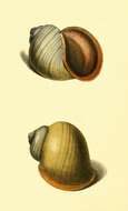 Image of Pomacea flagellata (Say 1829)