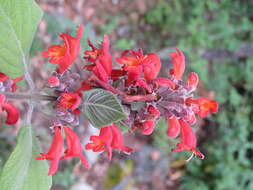 Image of Colquhounia coccinea Wall.