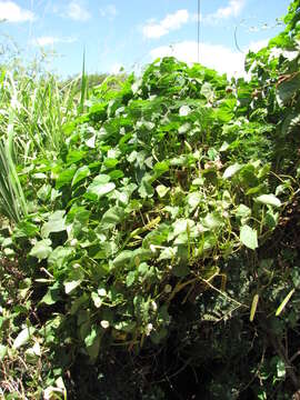 Image of Moonflower or moon vine