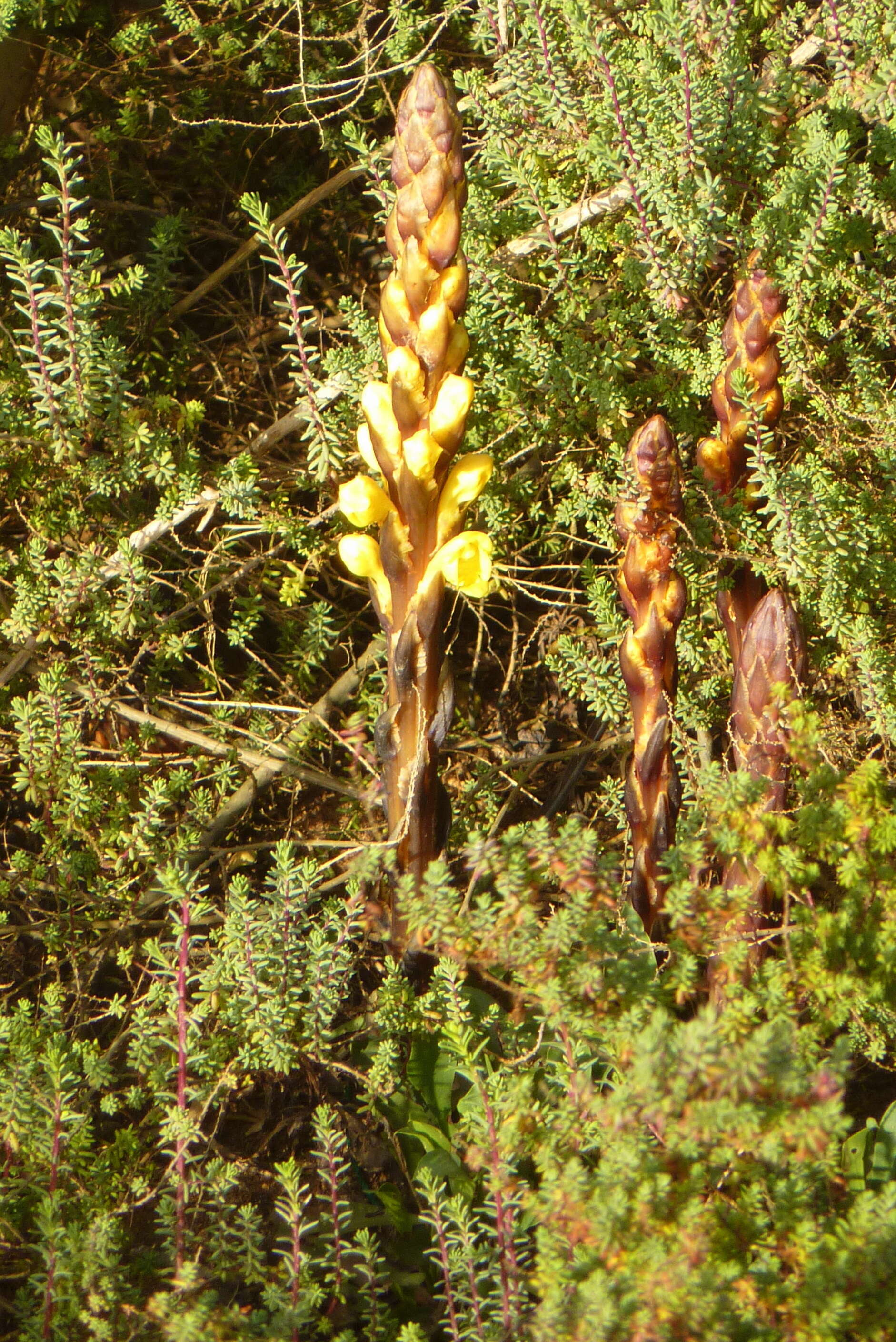 Image of Cistanche phelypaea