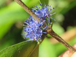 Слика од Memecylon umbellatum Burm. fil.