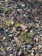 Image of stalked bur grass