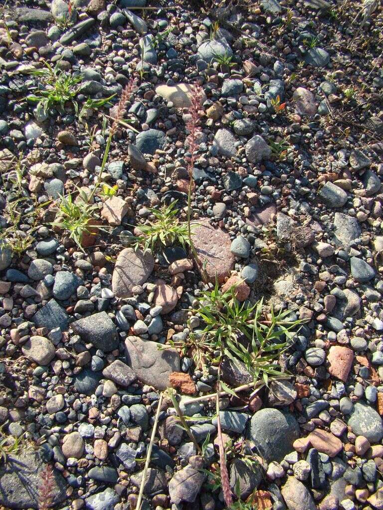 Image of stalked bur grass